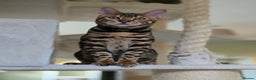 Bengal cats for sale: Brown Rosetted Bengal Prince  - Advert 24