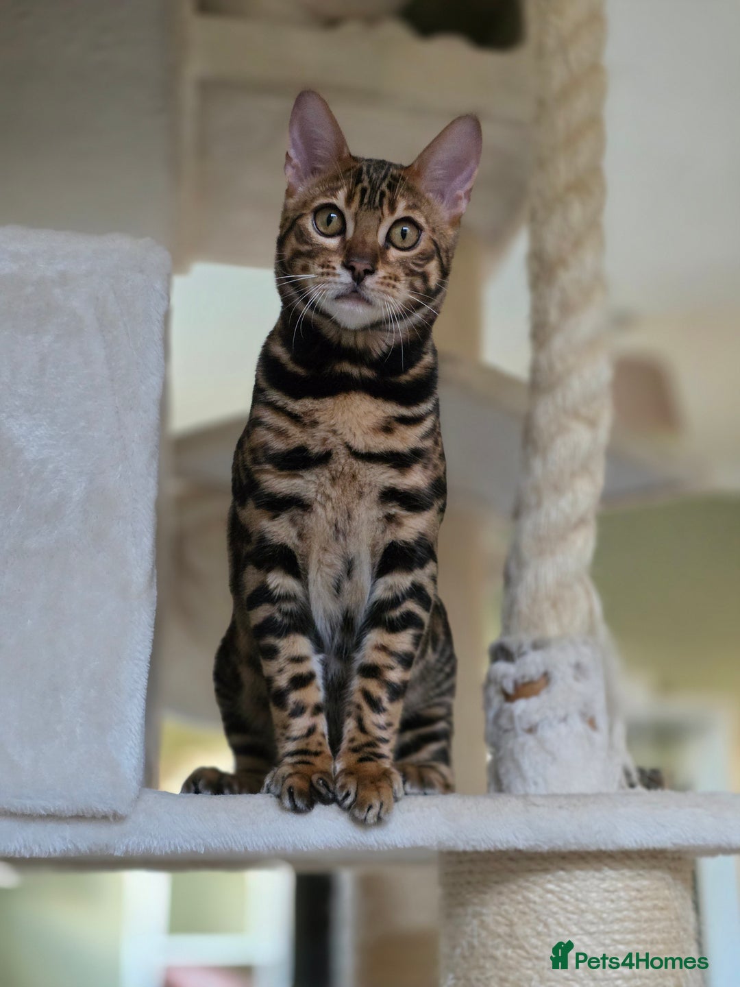 Bengal cats for sale: Brown Rosetted Bengal Prince  - Advert 24