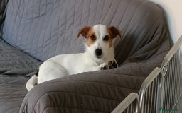 Jack Russell dogs for sale: 1-year old Jack Russell dogs for sale - Image 2