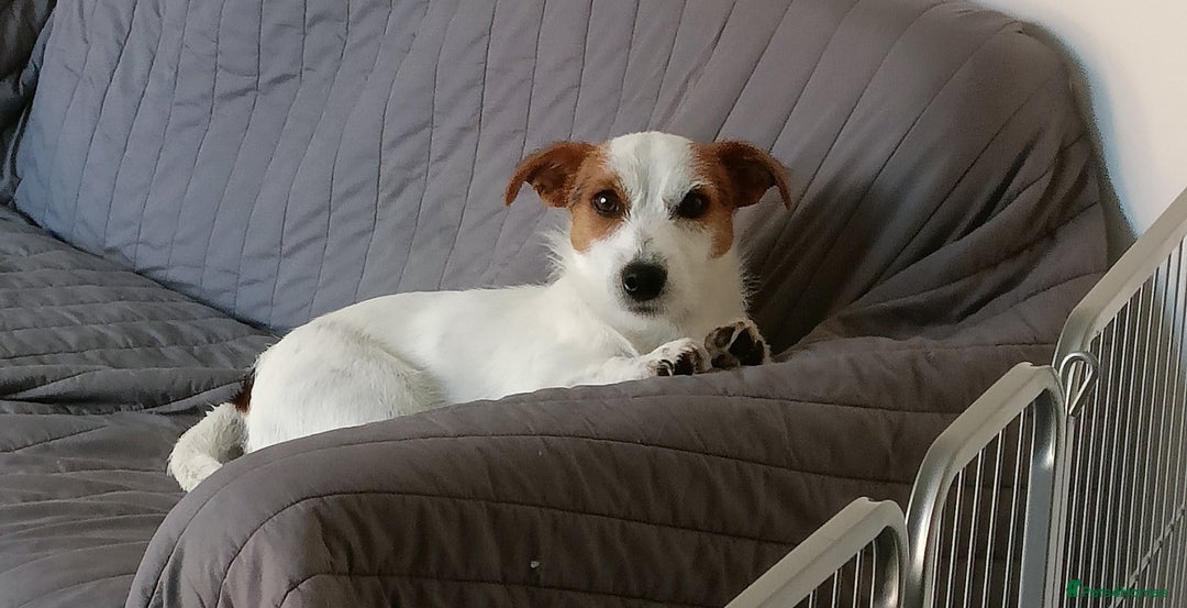 Jack Russell dogs for sale: 1-year old Jack Russell dogs for sale - Image 2