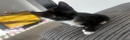 Mixed Breed cats for sale: Female tortoiseshell kitten - Advert 4