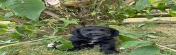Cocker Spaniel dogs for sale: Cocker spaniel puppies - Advert 5