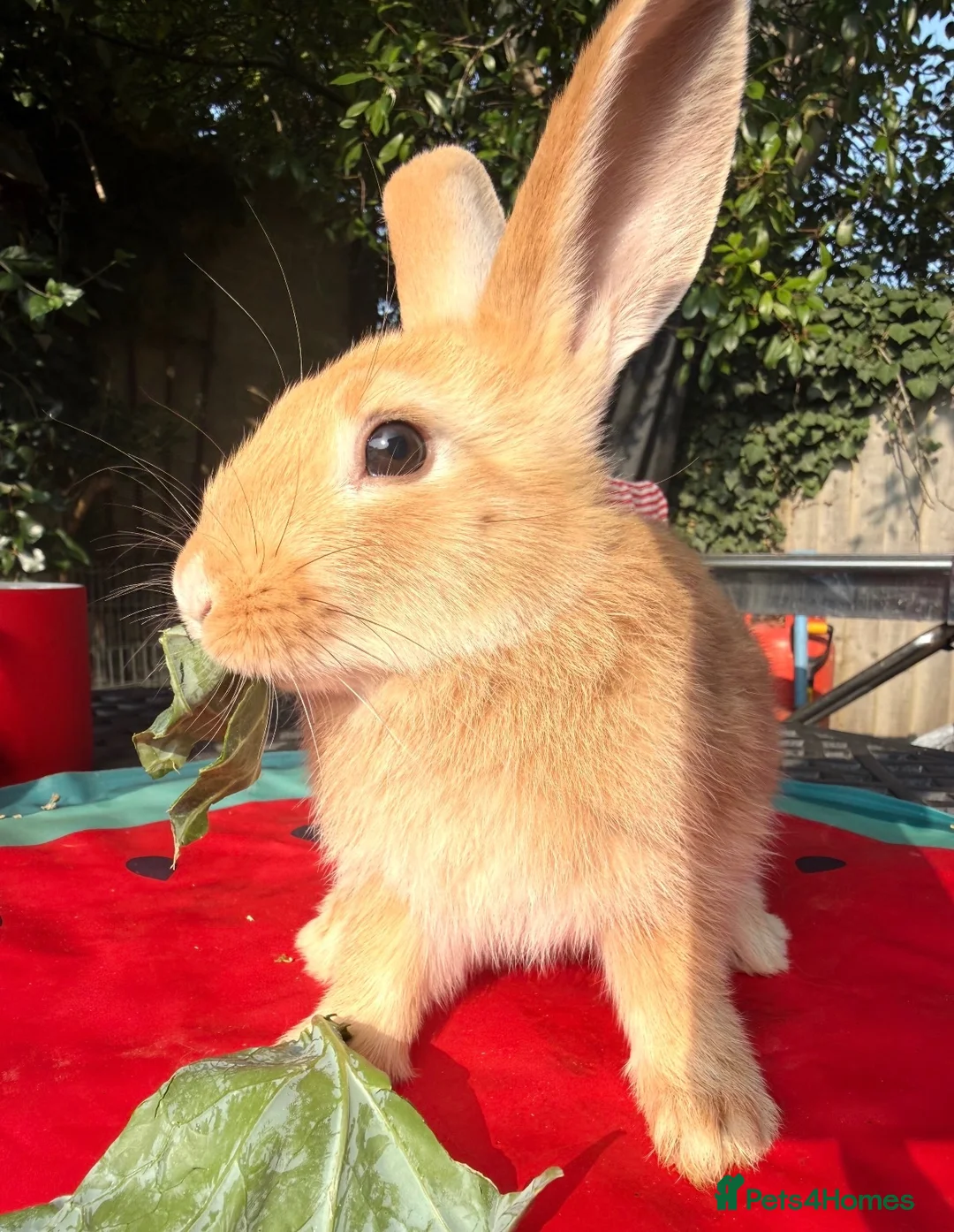 Mixed Breed rabbits for sale: Mixed Gender Rabbits - Advert 2
