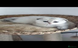 Scottish Fold cats for sale: purebred kittens Gold Scottish Fold Chinchilla - Image 17