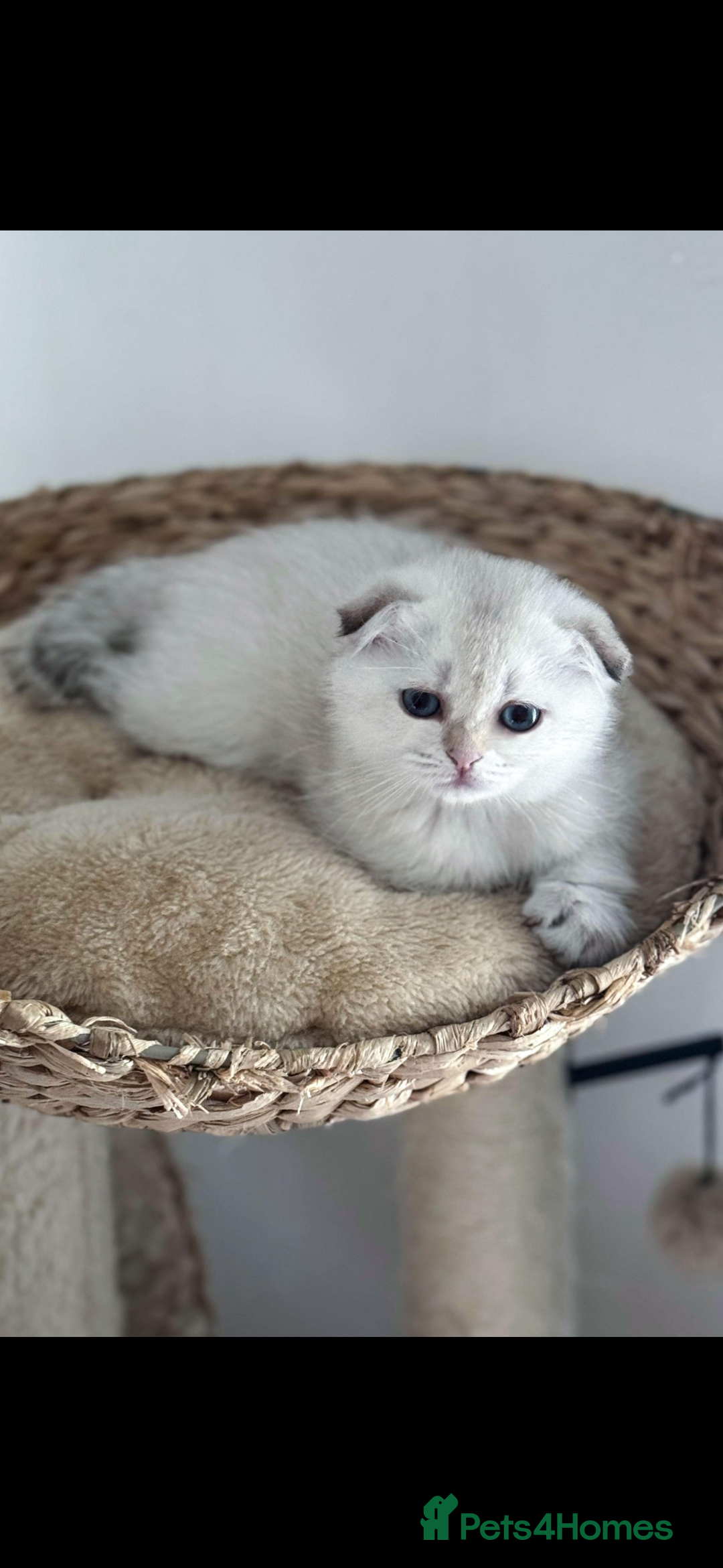Scottish Fold cats for sale: purebred kittens Gold Scottish Fold Chinchilla - Image 17