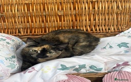 Mixed Breed cats for sale: 2 girl rescue kittens - Image 7