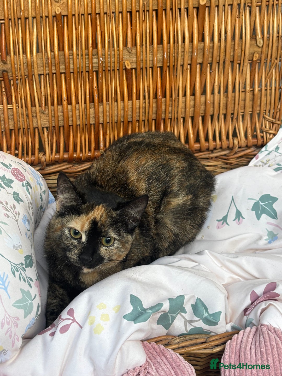 Mixed Breed cats for sale: 2 girl rescue kittens - Image 7