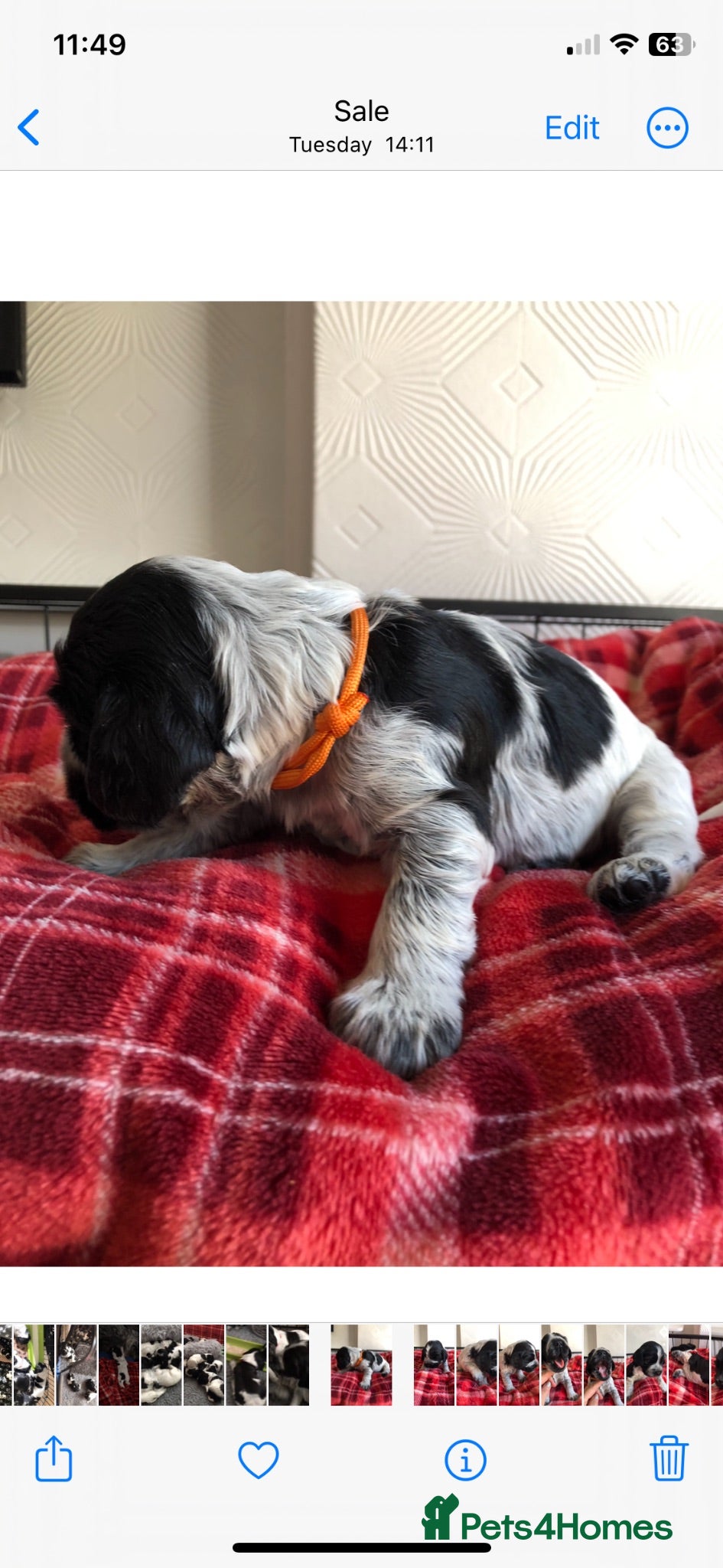 Cocker Spaniel dogs 2 gorgeous show cocker puppies available 😁 - Advert 2