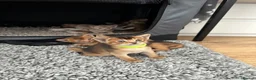 Abyssinian cats for sale: Abyssinian kittens 🌟😻🌟 - Advert 17