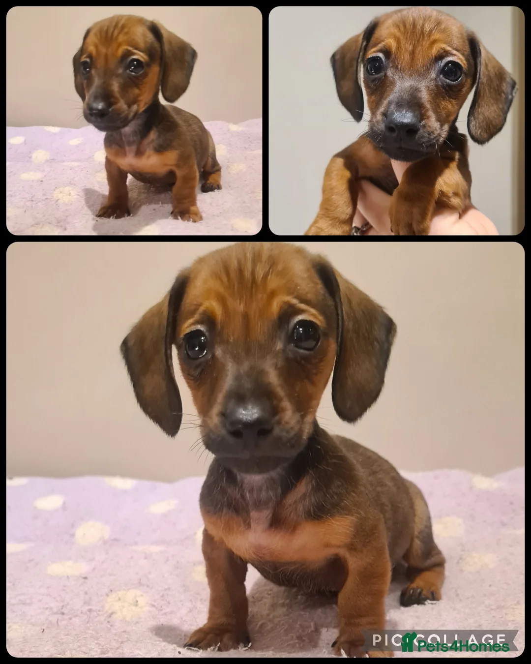 Miniature Dachshund dogs for sale: Beautiful bundle of boy mini daxies 5 boys left  - Advert 6