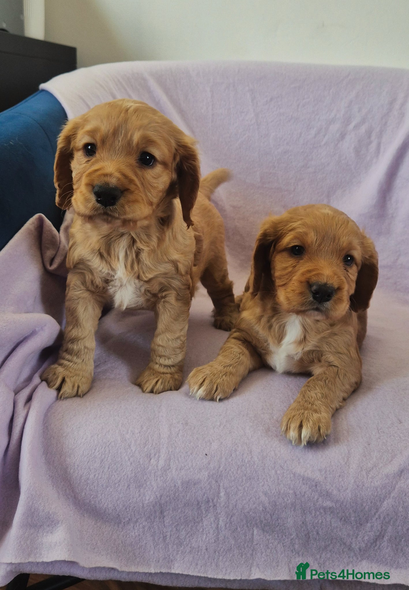 Cocker Spaniel dogs URGENT, 1 gir ready for home  - Advert 1