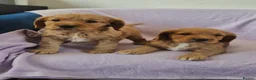 Cocker Spaniel dogs for sale: Gorgeous golden cocker spaniel  - Advert 9