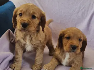 Cocker Spaniel dogs URGENT, 1 gir ready for home - Advert 6