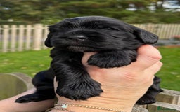 Cocker Spaniel dogs for sale: Show cocker spaniel  - Advert 9