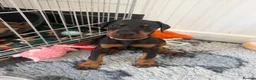 Dobermann dogs for sale: 2 girls left ❤️ Doberman Puppies - Advert 25