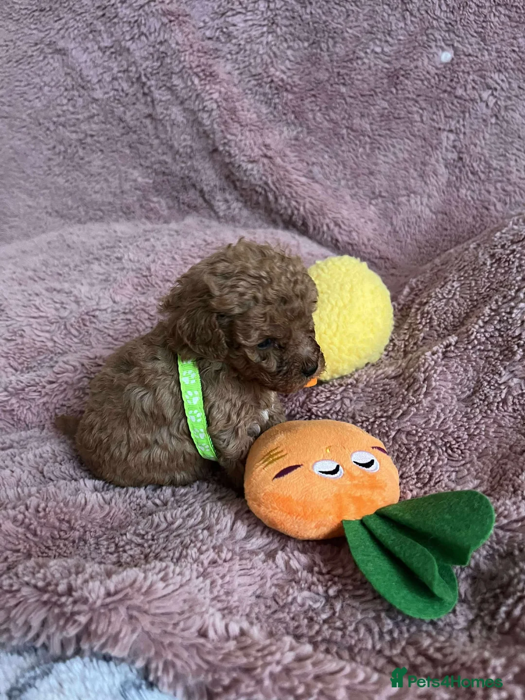 Miniature Poodle dogs for sale: Miniature Poodles!!! with 400 Health Tests!!! - Advert 24