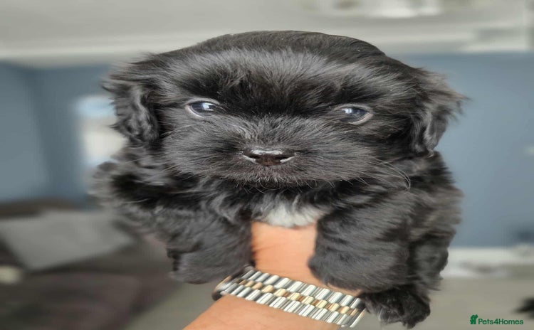 Shihpoo dogs - Advert 1