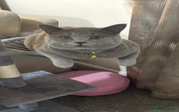 British Shorthair cats for sale: Purebred British Shorthair Male cat - Advert 3