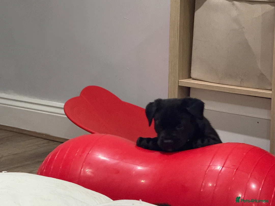 Mixed Breed dogs for sale: Beautiful friendly cane Corso crosses  - Advert 15