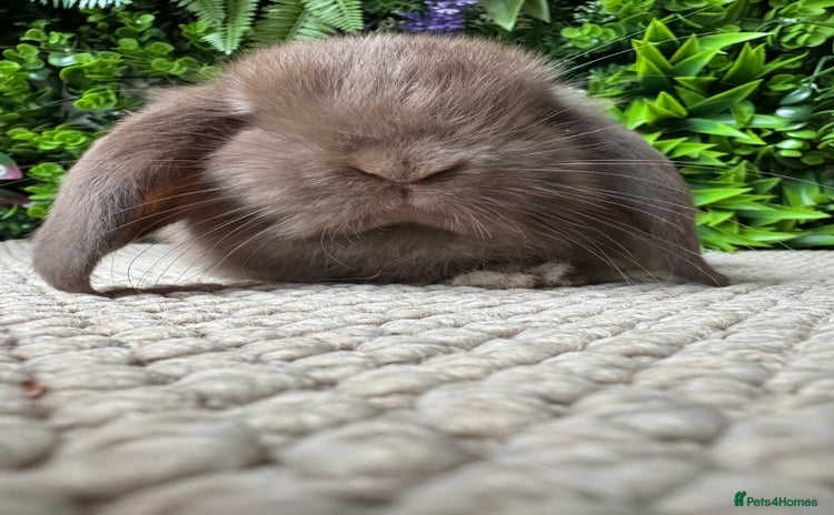Mini Lop rabbits ⭐️ MINI LOPS ⭐️ ready to reserve  - Advert 14