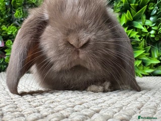 Mini Lop rabbits ⭐️ MINI LOPS ⭐️ ready to reserve - Advert 14