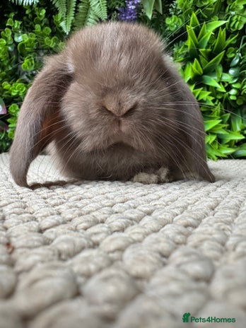 Mini Lop rabbits ⭐️ MINI LOPS ⭐️ ready to reserve - Advert 16