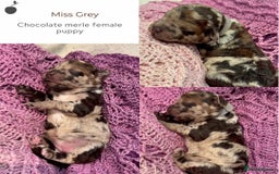 Miniature Poodle dogs for stud: MOYEN POODLE CROSS - IDEAL FOR DOODLE PUPPIES - Advert 12