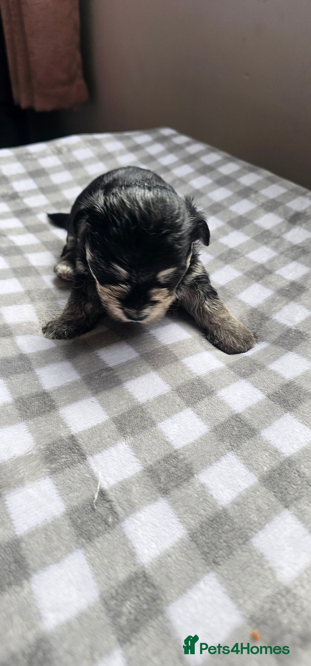 Morkie dogs for sale: 🐶 Adorable Morkie Puppies 🐶 - Image 10