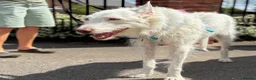 Ibizan Hound dogs for adoption: Babu - Stunning Spanish Podenco  - Advert 12