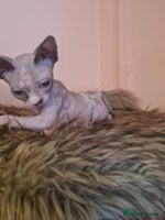 Sphynx cats - Advert 5