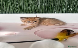 Scottish Fold cats for sale: Adorable pedigree kittens - Image 6