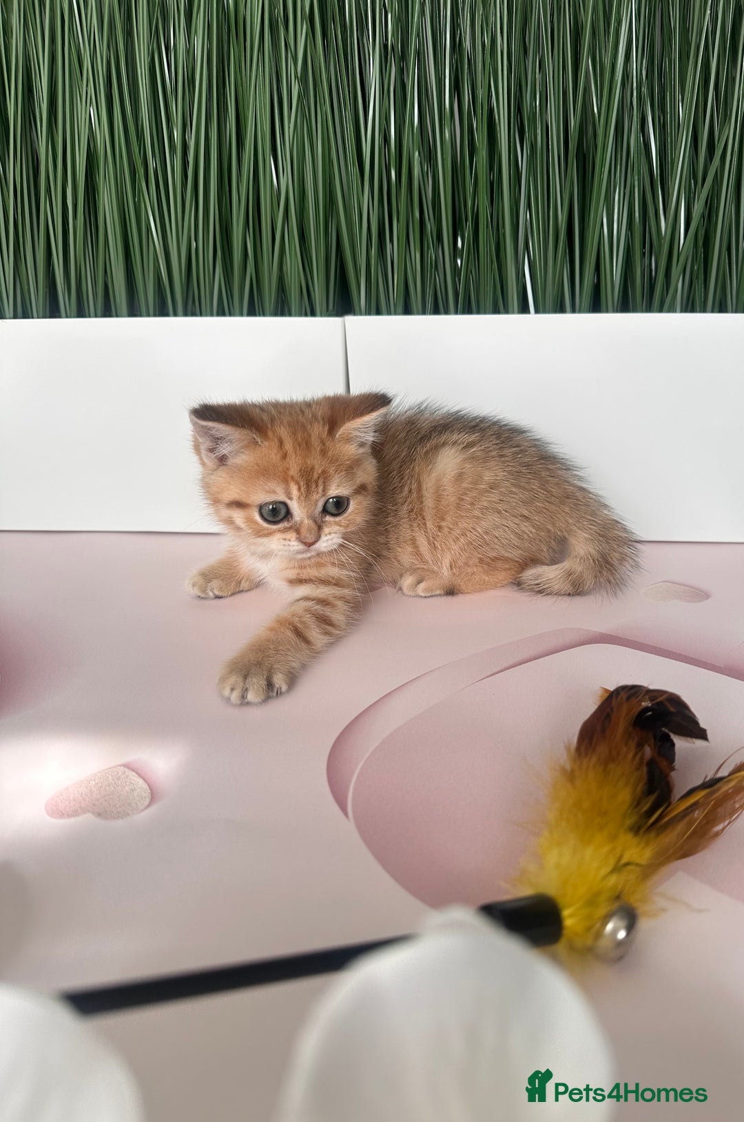 Scottish Fold cats for sale: Adorable pedigree kittens - Image 6