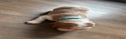 Beaglier dogs for sale: 🐾 Millie’s Beautiful Second & Final Litter 🐾 - Advert 23