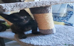 British Longhair cats for sale: British Longhair mix Kittens  - Image 15