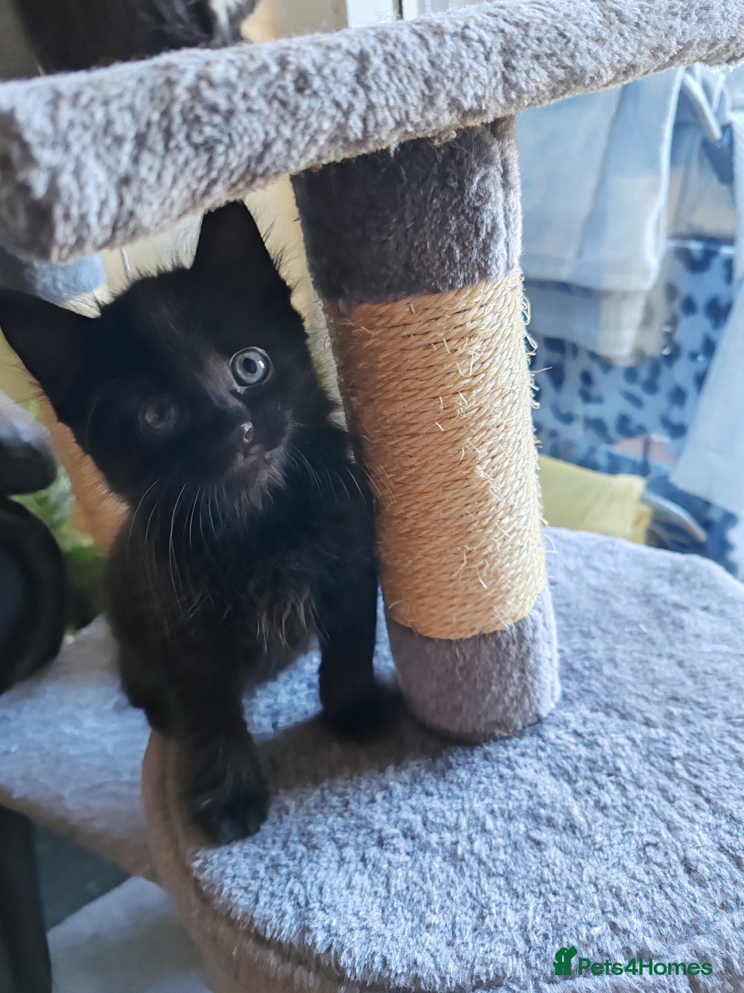 British Longhair cats for sale: British Longhair mix Kittens  - Image 15