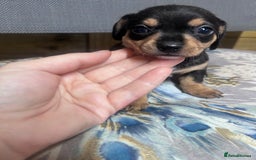 Mixed Breed dogs for sale: Chiweenie puppies  - Image 2