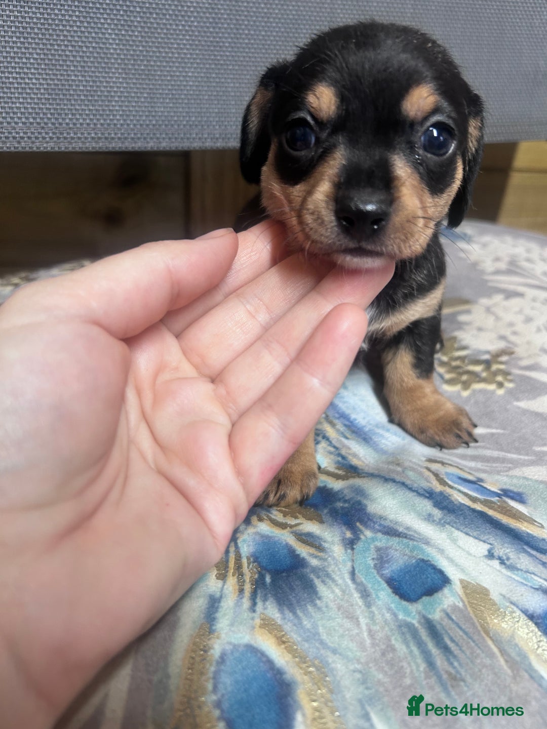 Mixed Breed dogs for sale: Chiweenie puppies  - Image 2