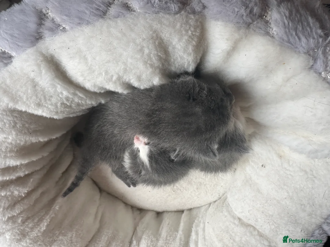 Ragdoll cats for sale: Ragdoll x beautiful kittens  - Advert 2