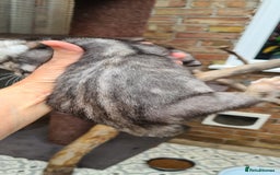 Bengal cats for sale: Female and male Bengal kittens - Advert 21