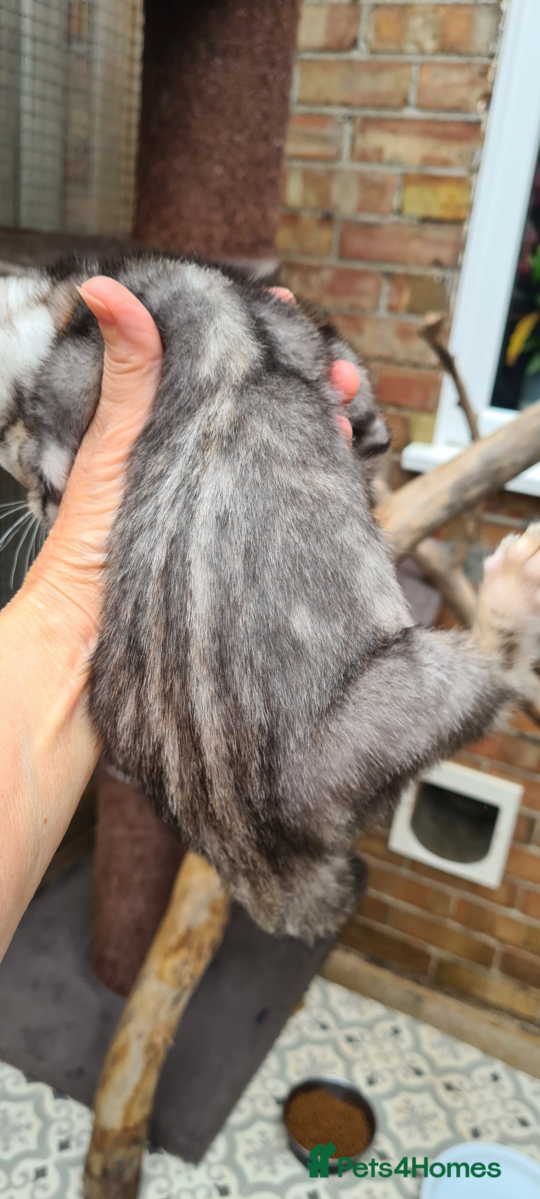 Bengal cats for sale: Female and male Bengal kittens - Advert 21