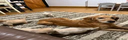 Golden Retriever dogs for sale: Golden Retriever Puppies for Sale / READY NOW!!!! - Advert 9