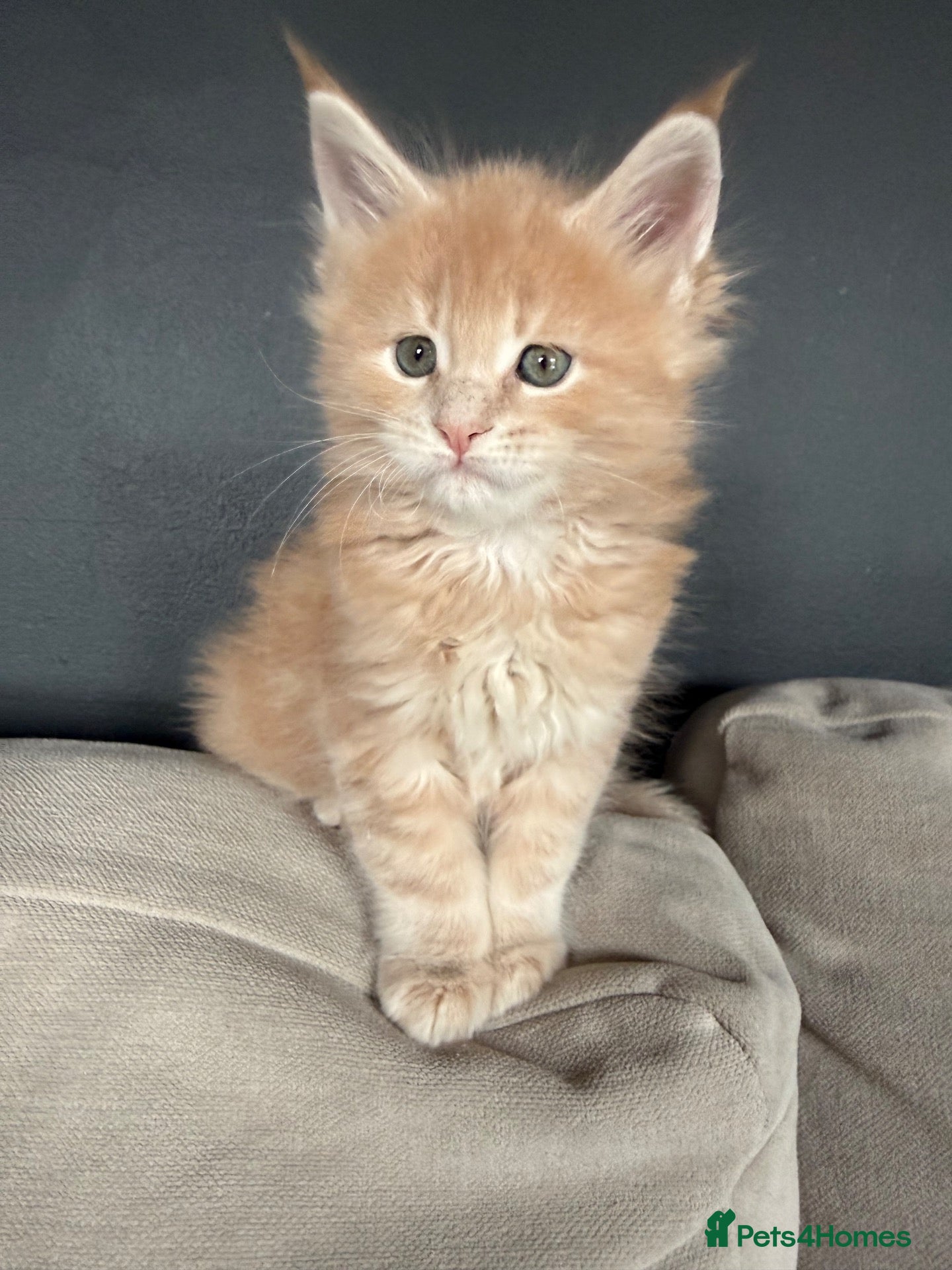 Maine Coon cats Maine Coon kittens from champion lines  - Advert 16