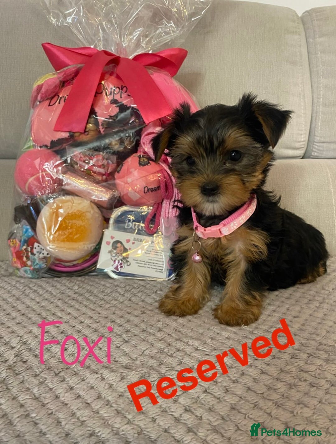 Yorkshire Terrier dogs for sale: Beautiful 2 Girls Yorkshire Terrier Pedigree  - Advert 8