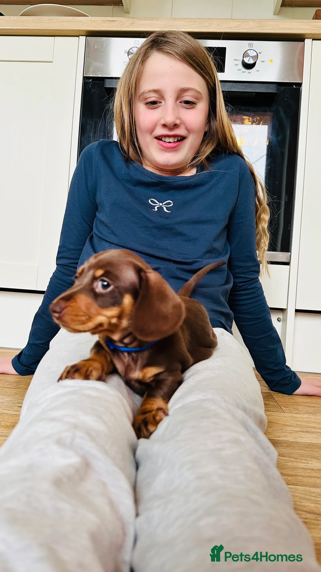 Miniature Dachshund dogs for sale: Trainer Raised Mini Dachshund Puppies - Advert 14