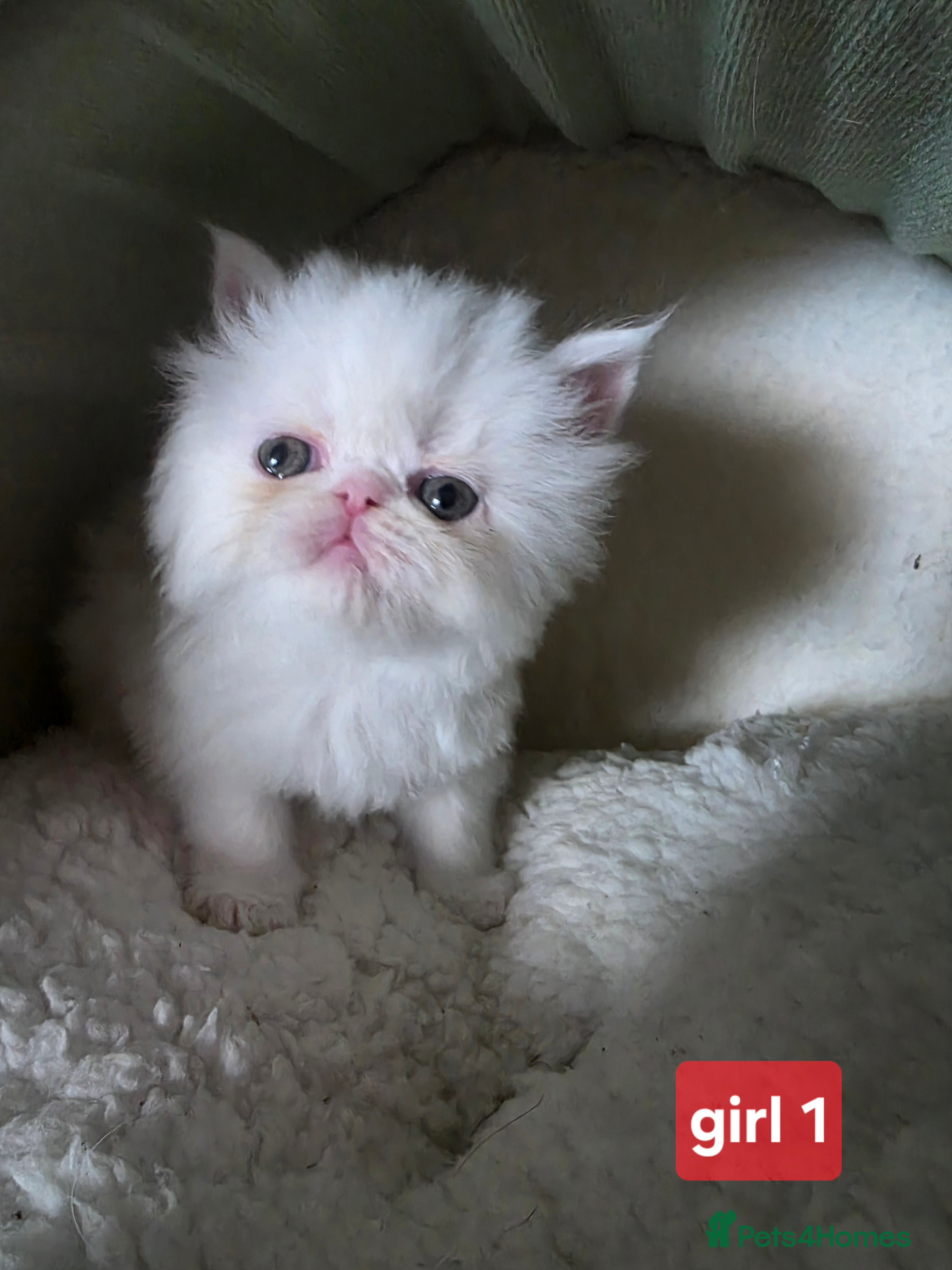 Persian cats PERSIAN  **  KITTENS LOOKING FOR NEW HOMES  - Advert 2