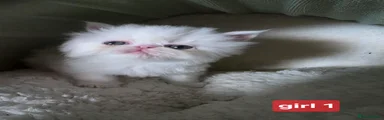 Persian 1