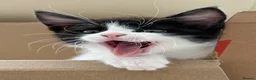 Mixed Breed cats for sale: Half Maine Coon Kittens - Beautiful Pair 🐾 - Advert 10
