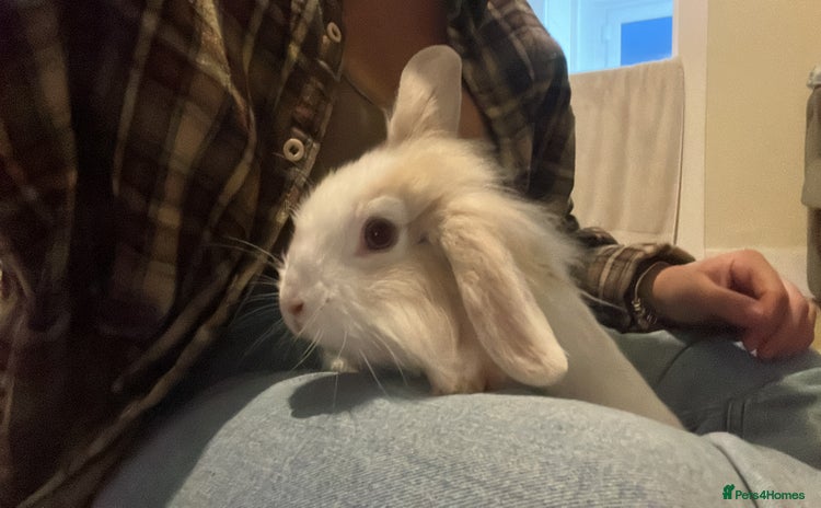 Mini Lion Lop rabbits - Advert 1