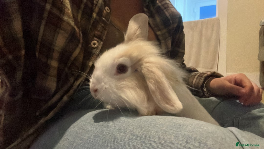 Mini Lion Lop rabbits for sale: *FREE* Mini Lion Lop - Image 1