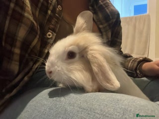 Mini Lion Lop rabbits for sale - Advert 1